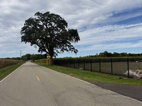 The same tree now, with a finished road and the new fence.